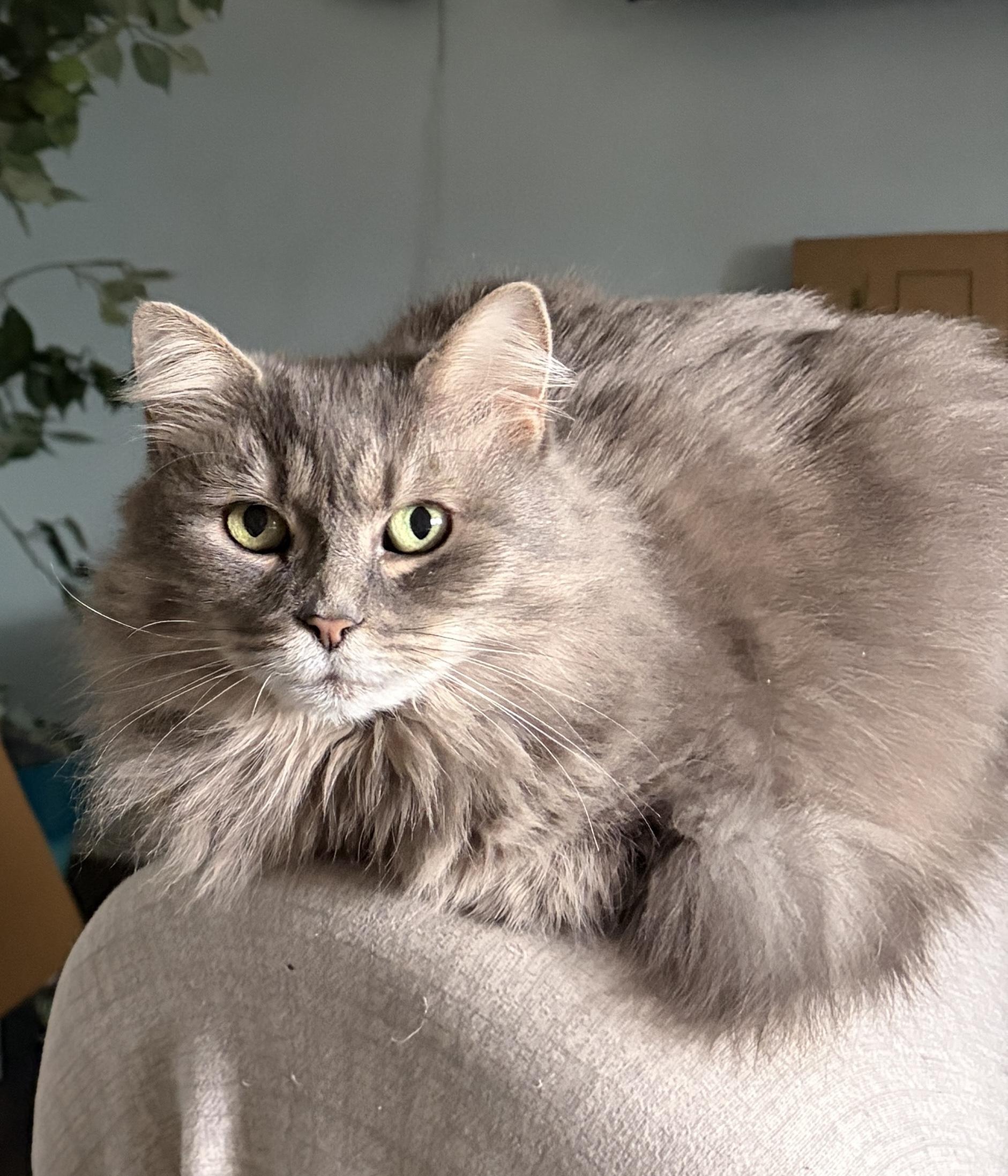 Bella, ADOPTABLE, Adult Female Domestic Long Hair.