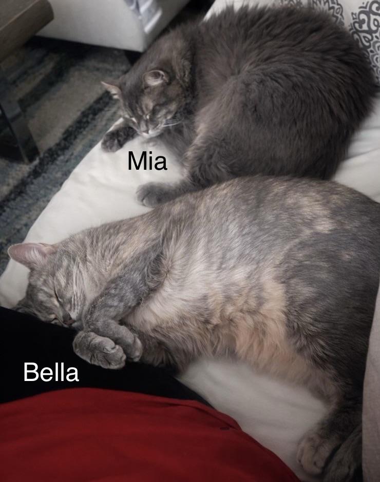 Enlarge Bella, a ADOPTABLE Domestic Long Hair in Easley, SC image 3/3