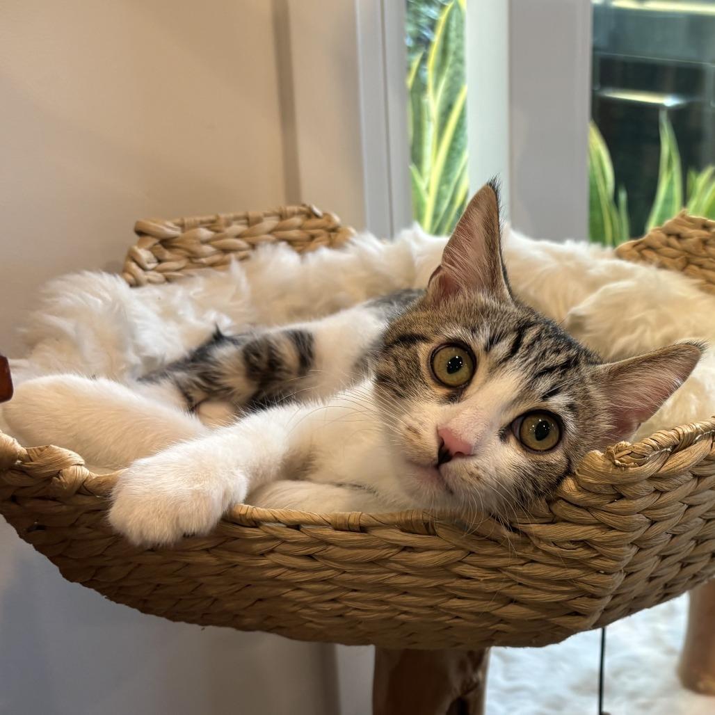 Tate — thumbnail 2