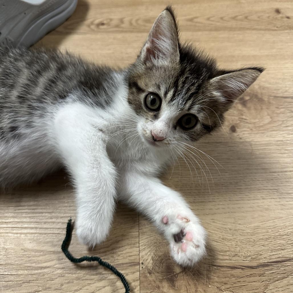 Tate — thumbnail 3