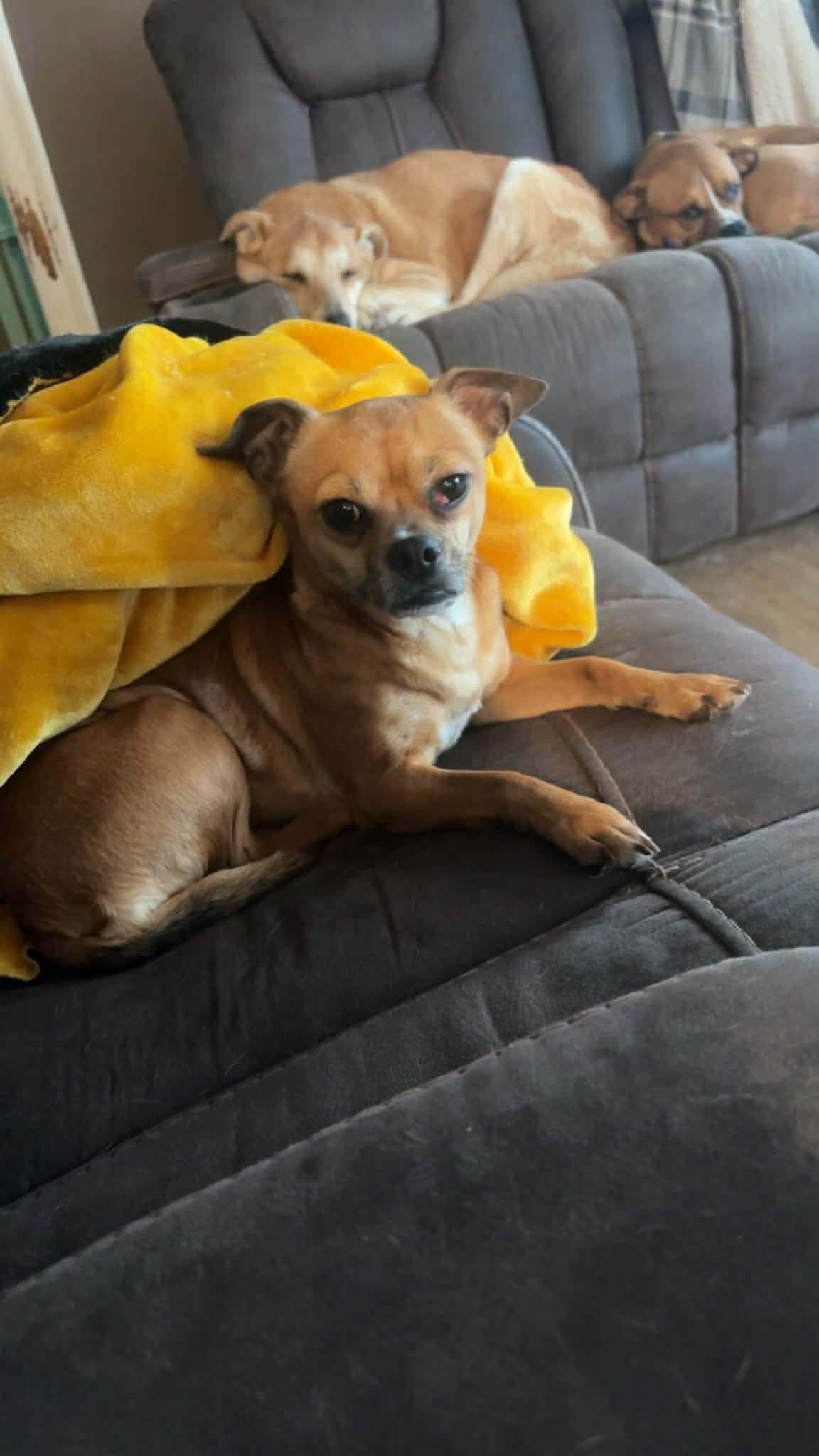 Enlarge Mocha, a ADOPTABLE Chihuahua in Buffalo, NY image 3/4