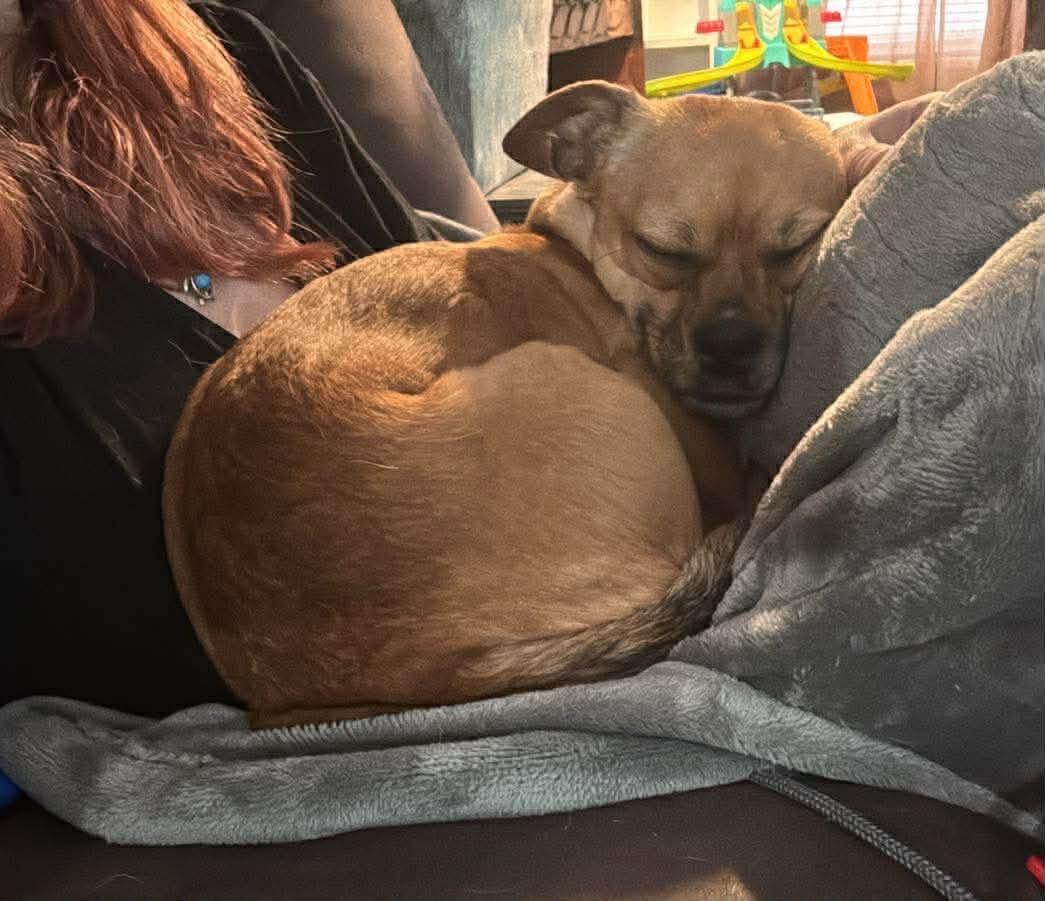 Enlarge Mocha, a ADOPTABLE Chihuahua in Buffalo, NY image 4/4