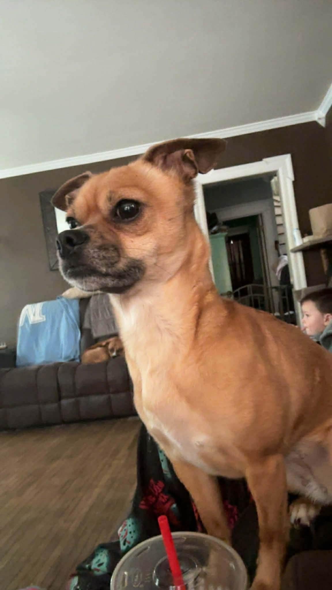 Mocha, ADOPTABLE, Adult Female Chihuahua.