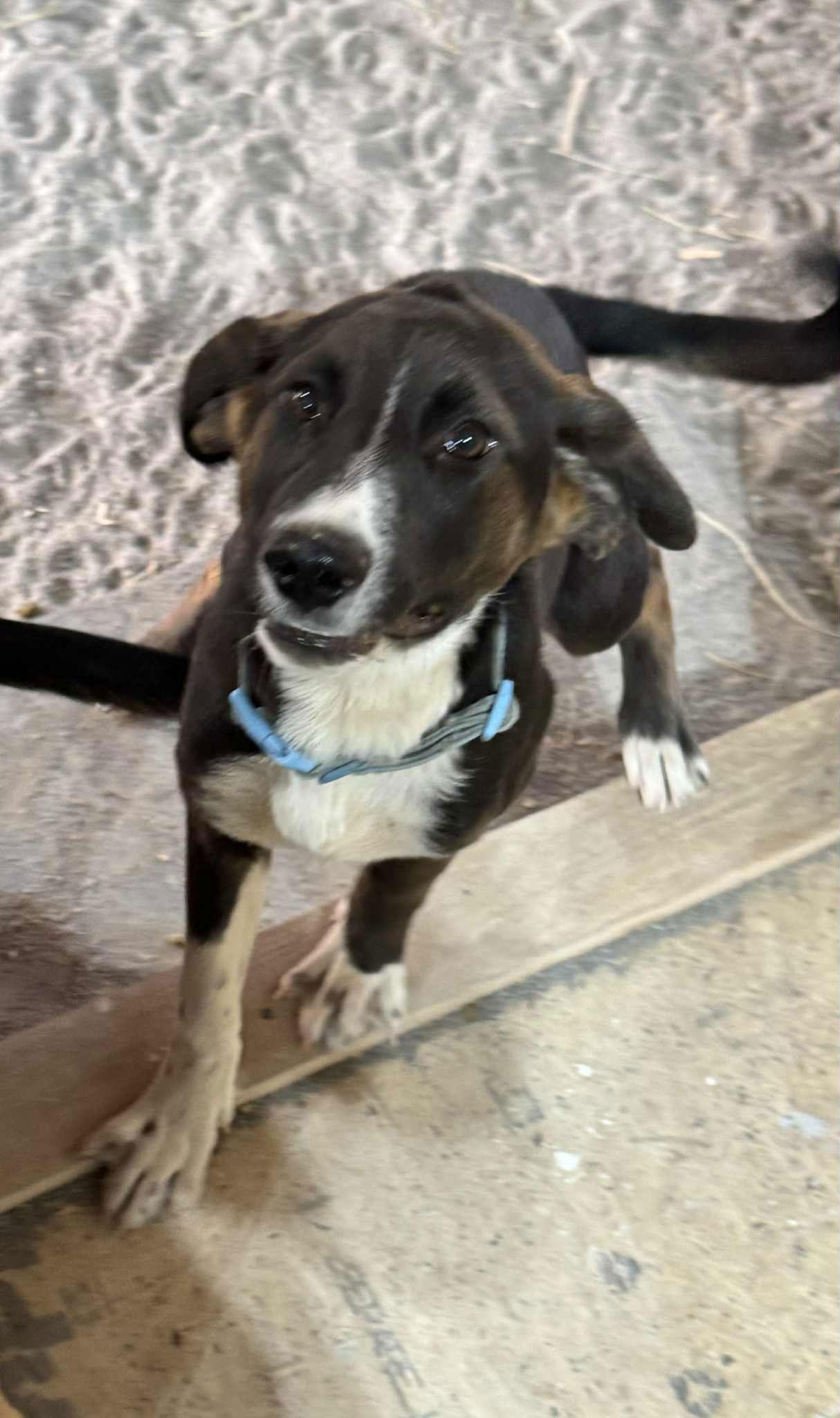 Bruno, Adoptable, Young Male Mountain Cur & Spaniel.