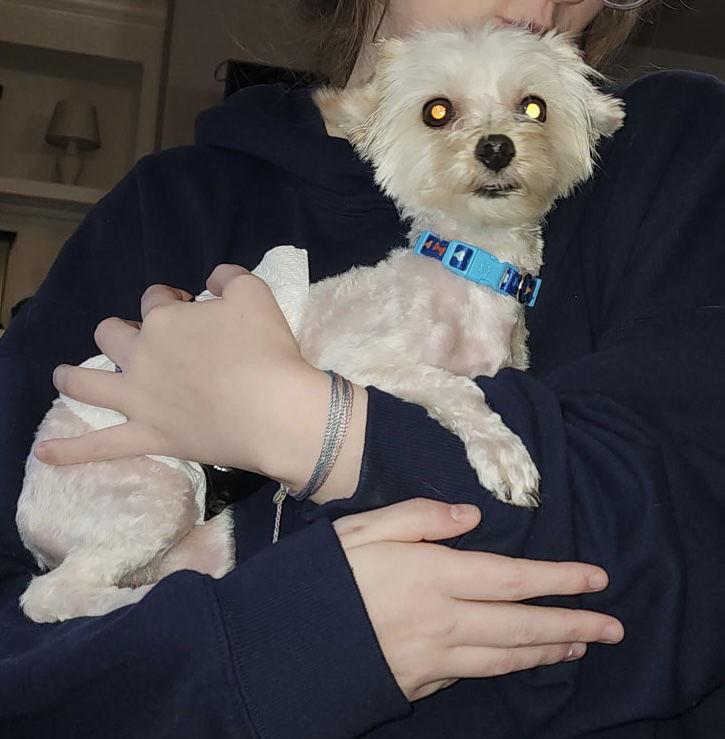 Lewis, Adopted, Adult Male Yorkshire Terrier & Maltese.
