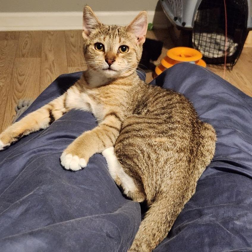 Edgar, Adoptable, Kitten Male Domestic Short Hair.