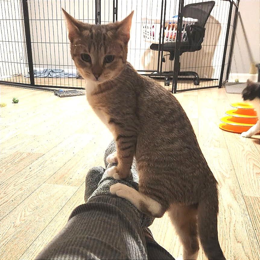 Enlarge Edgar, a Adoptable Domestic Short Hair in Newport News, VA image 1/1