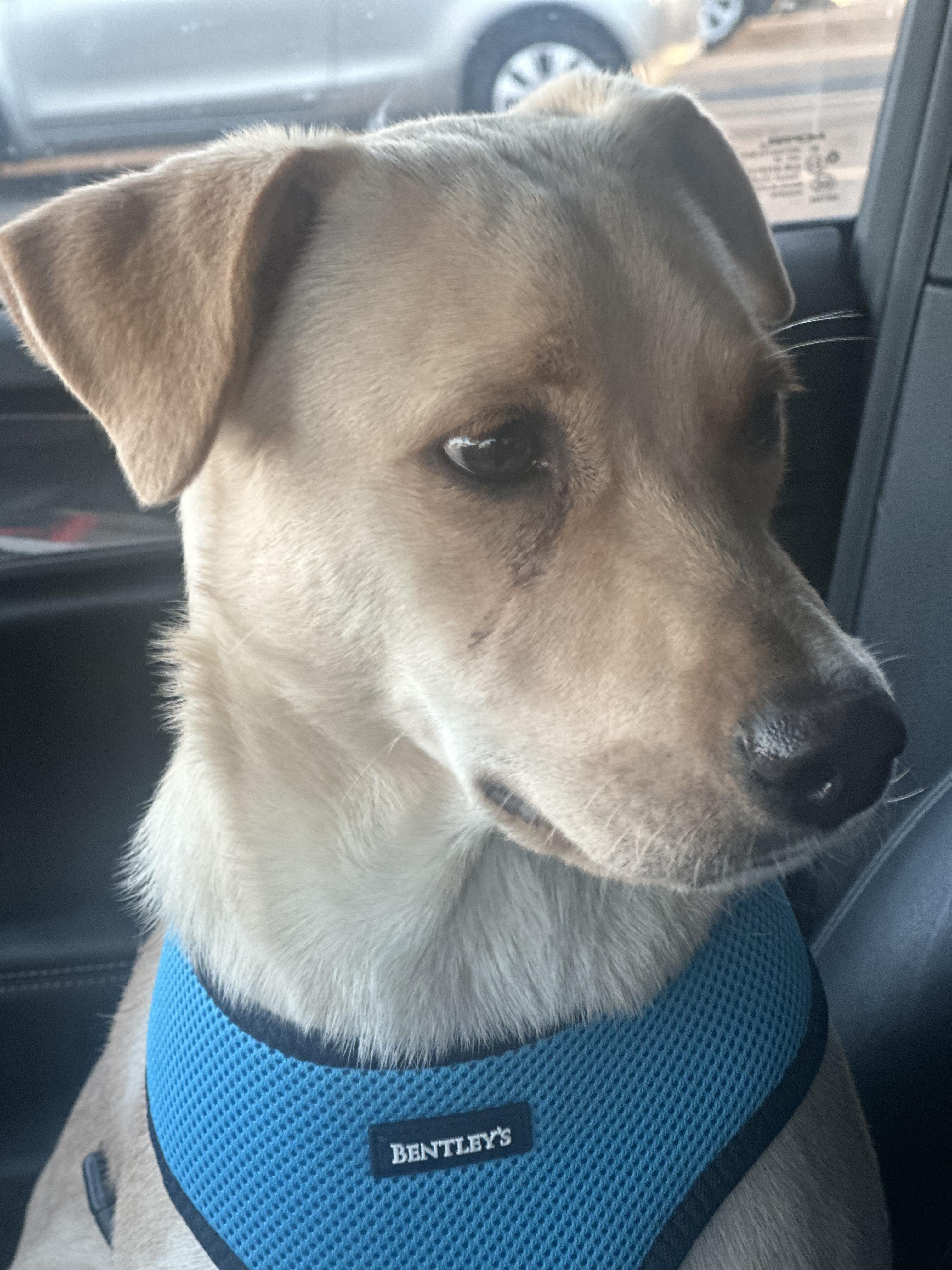 Enlarge Vanilla - The Sweetest Scoop of a Pup!, a Adoptable Yellow Labrador Retriever in NORTH BERGEN, NJ image 2/6