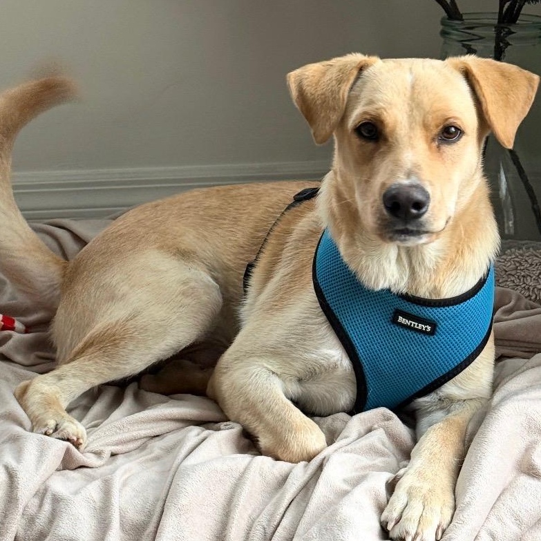 Enlarge Vanilla - The Sweetest Scoop of a Pup!, a Adoptable Yellow Labrador Retriever in NORTH BERGEN, NJ image 6/6