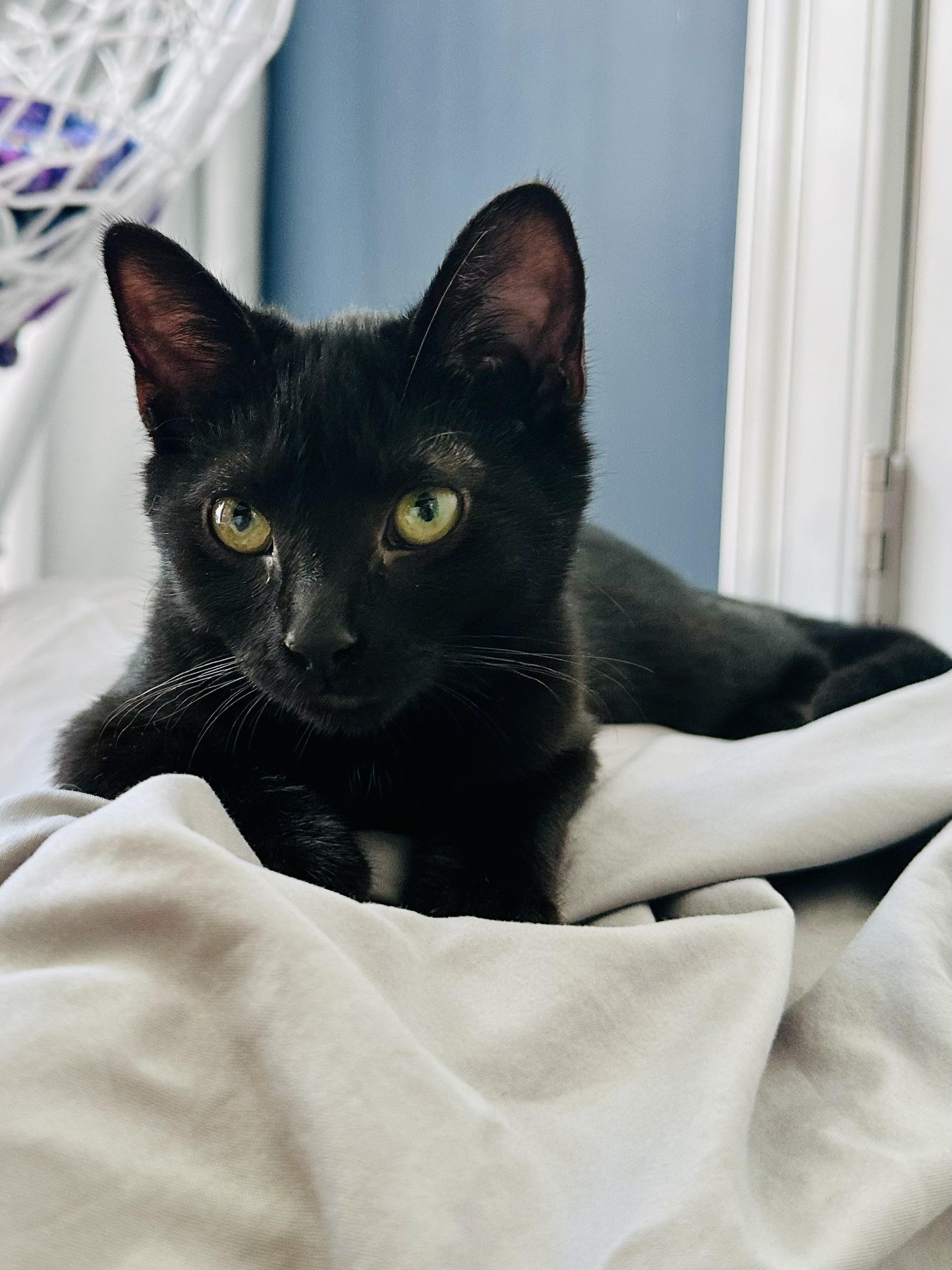 Ella Fitzgerald, ADOPTABLE, Kitten Female Domestic Short Hair.