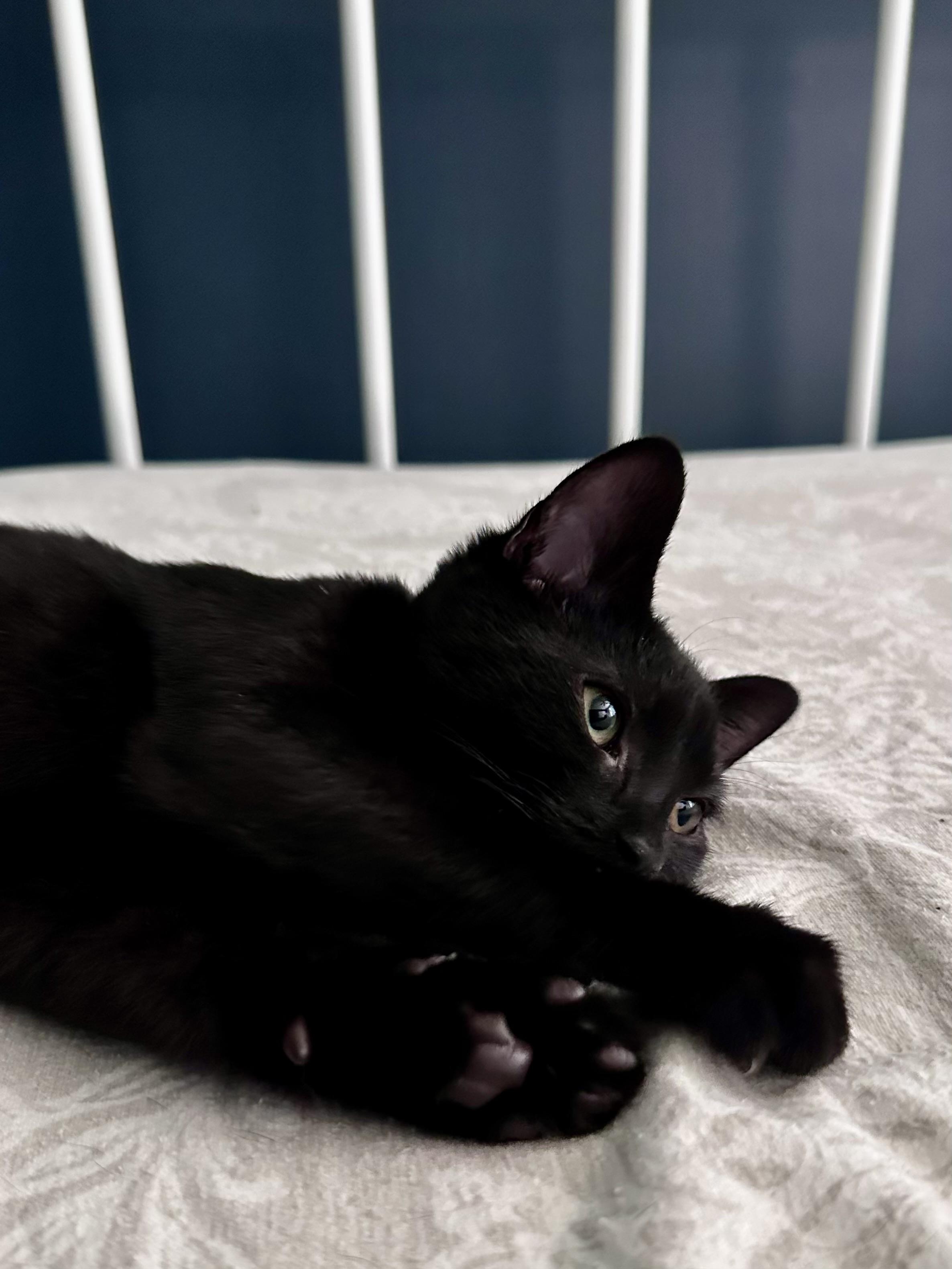 Enlarge Ella Fitzgerald, a ADOPTABLE mixed breed in Waxhaw, NC image 6/6