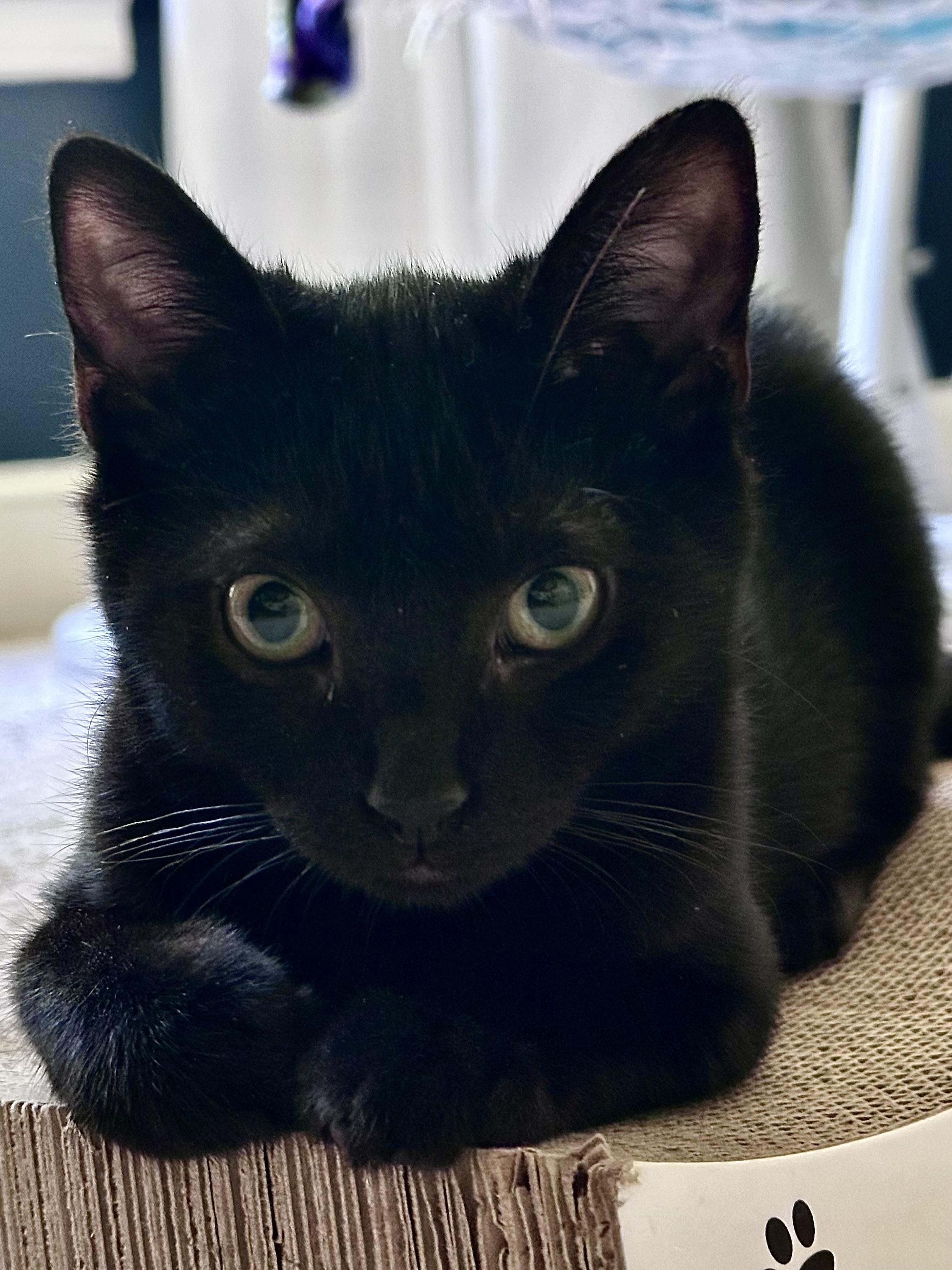 Enlarge Ella Fitzgerald, a ADOPTABLE mixed breed in Waxhaw, NC image 2/6
