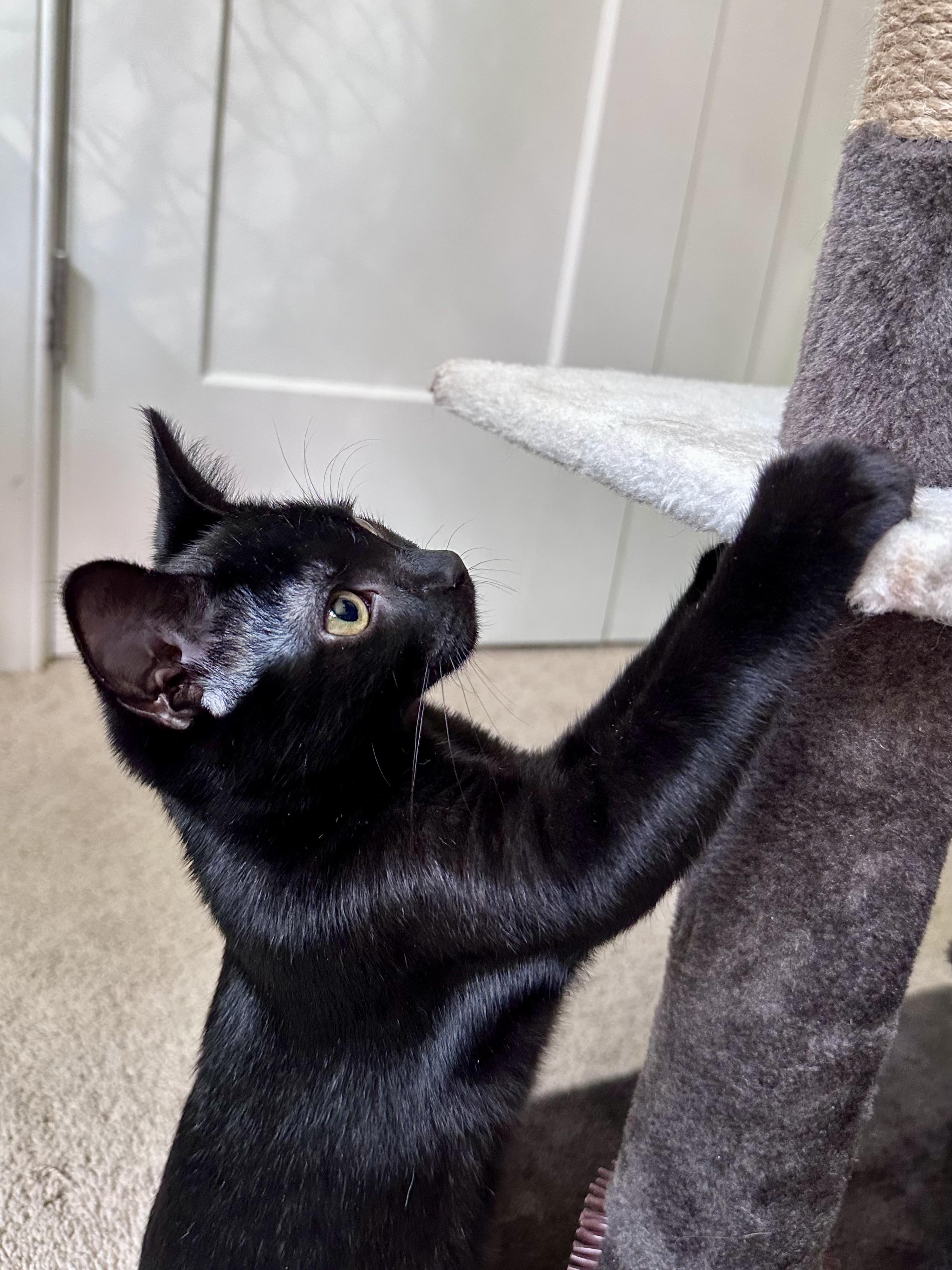 Enlarge Ella Fitzgerald, a ADOPTABLE mixed breed in Waxhaw, NC image 3/6