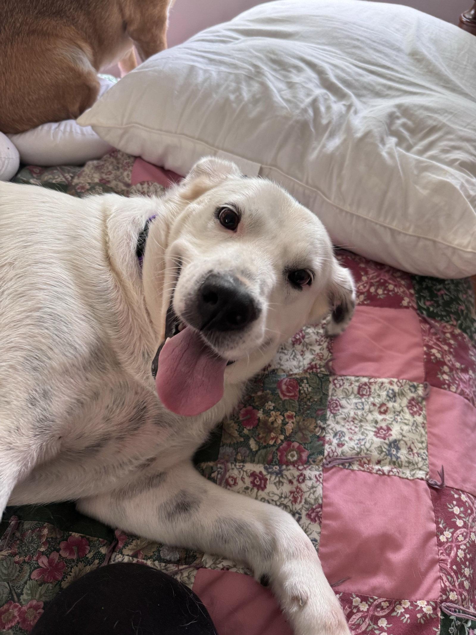 Sadie, Adoptable, Adult Female Labrador Retriever & Pointer.