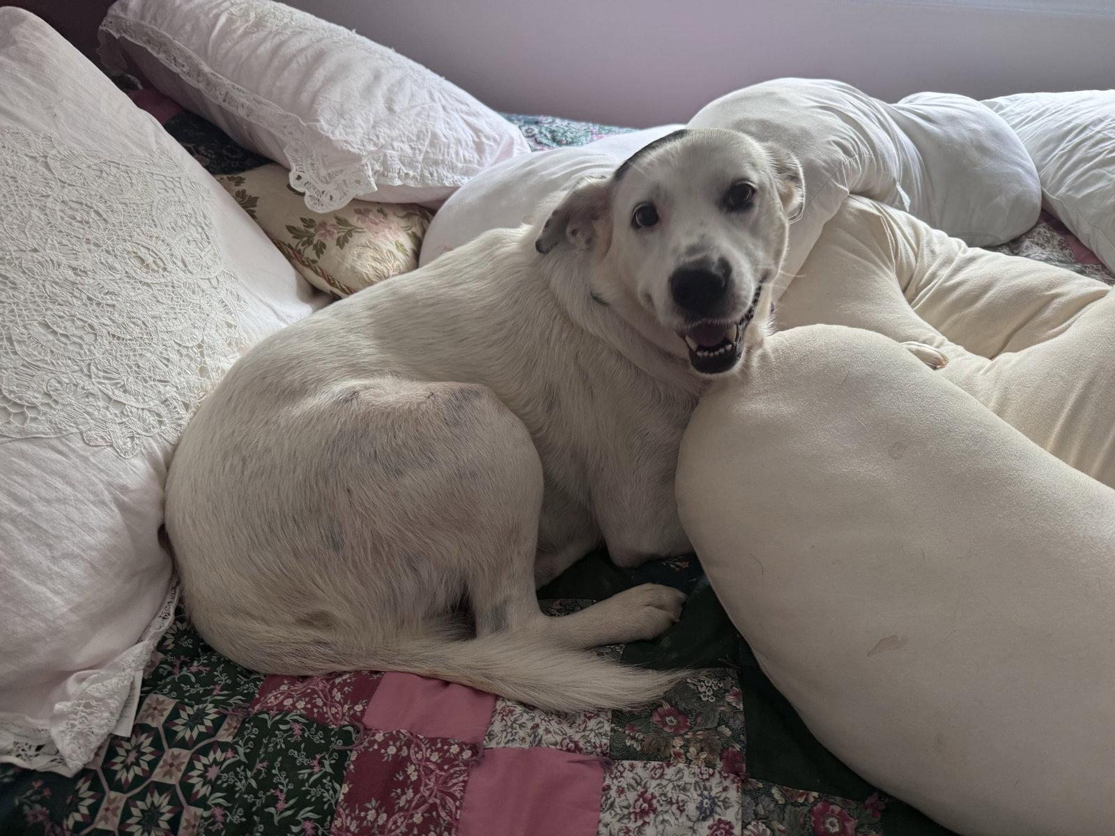 Enlarge Sadie, a Adoptable mixed breed in Arlington, VA image 2/3