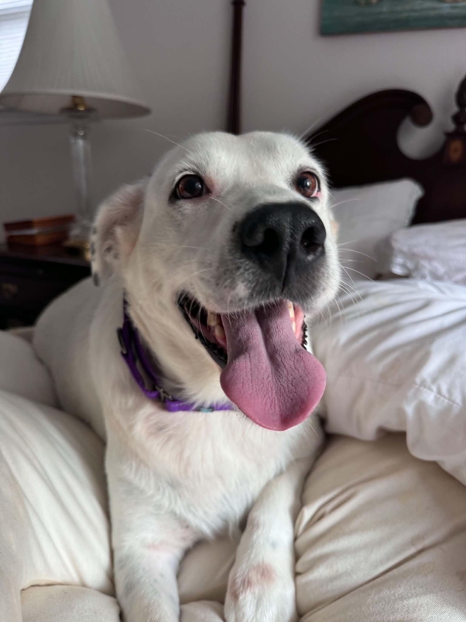Enlarge Sadie, a Adoptable mixed breed in Arlington, VA image 3/3