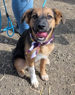 Enlarge Snickerdoodle, a Adopted mixed breed in Santa Paula, CA image 1/4