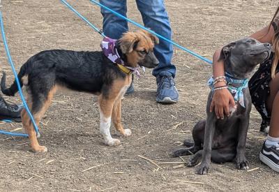 Enlarge Snickerdoodle, a Adopted mixed breed in Santa Paula, CA image 4/4