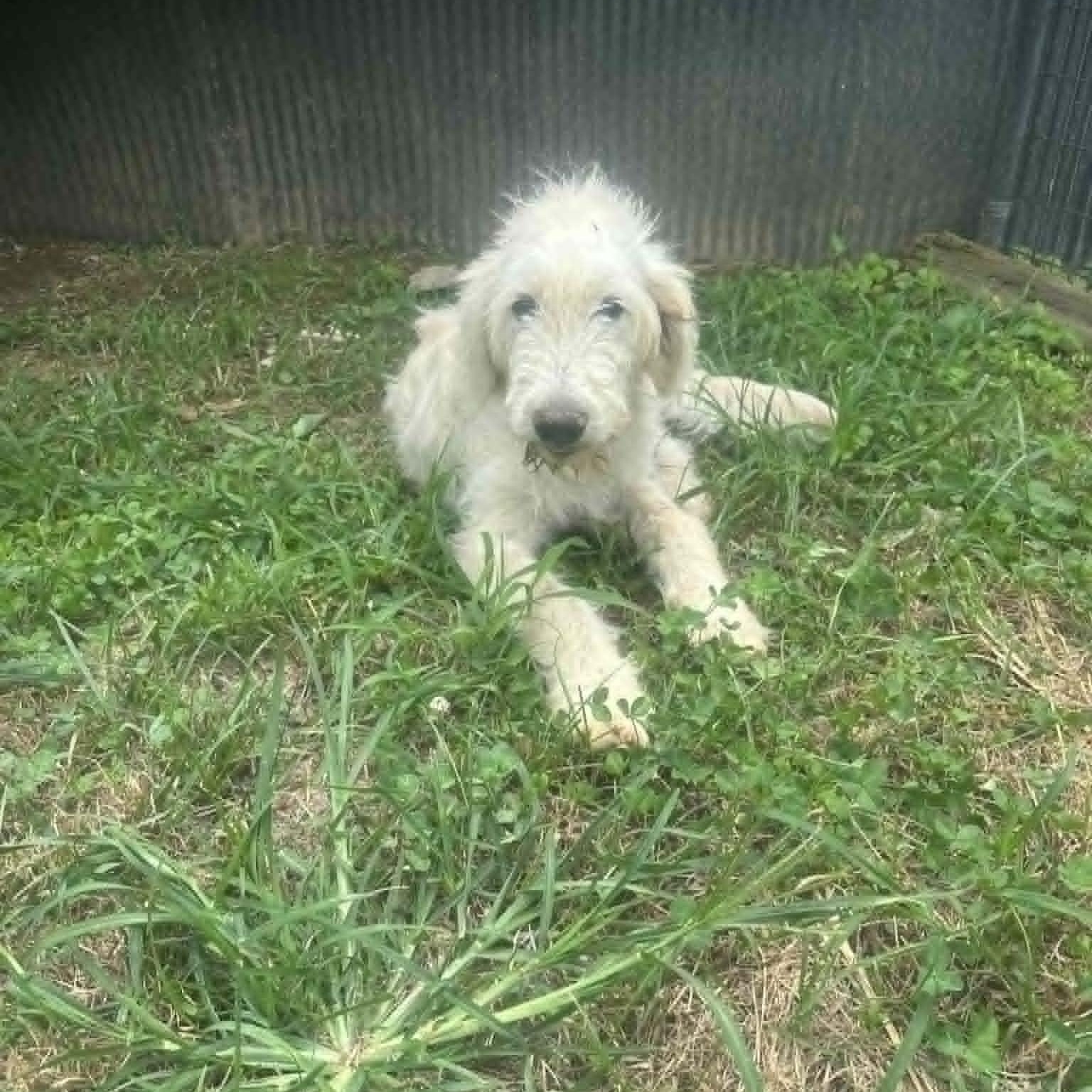 Enlarge Brodie, a ADOPTABLE mixed breed in Lancaster, KY image 1/1