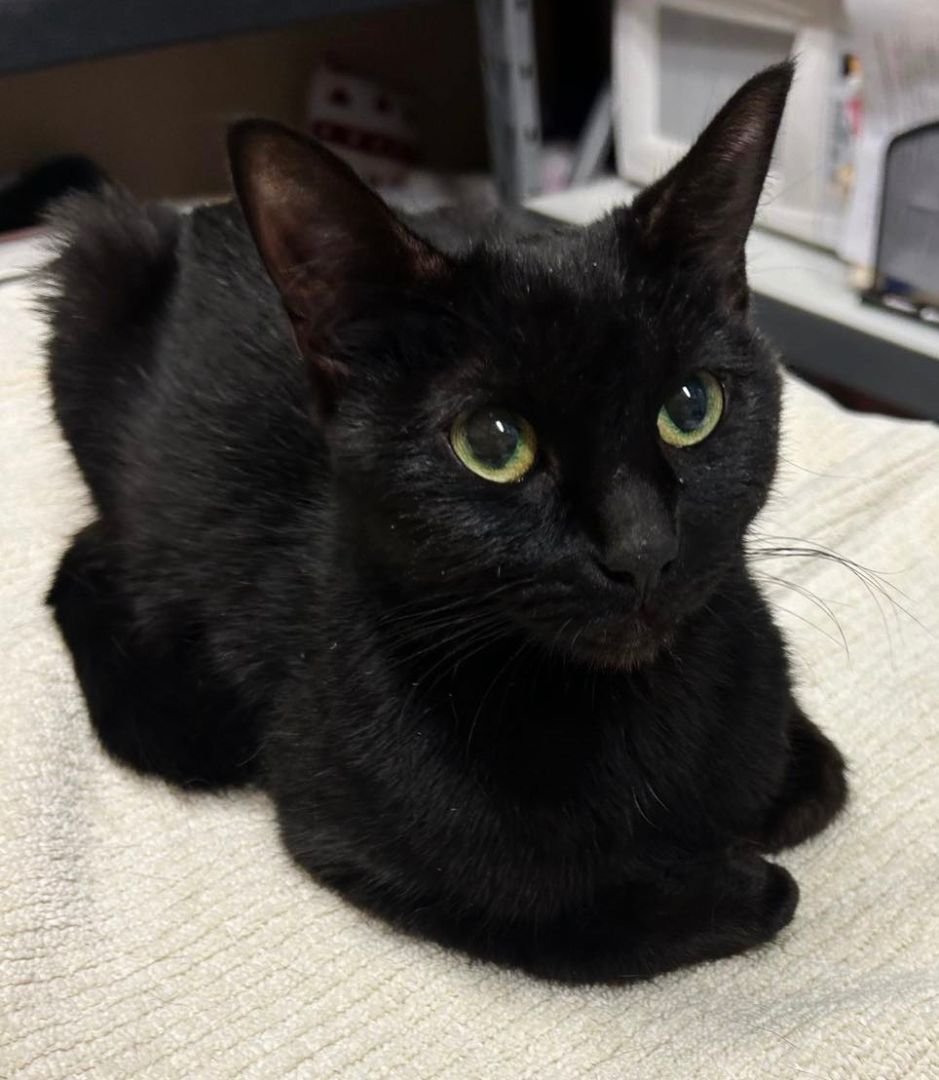 Alanis , an adopted Domestic Short Hair in Ocean City, NJ_image-1