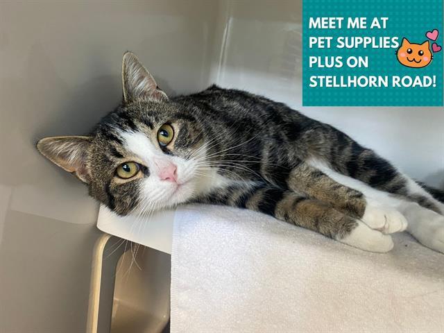 Enlarge JOHNNY CASH, a Adoptable Domestic Short Hair in Fort Wayne, IN image 1/1