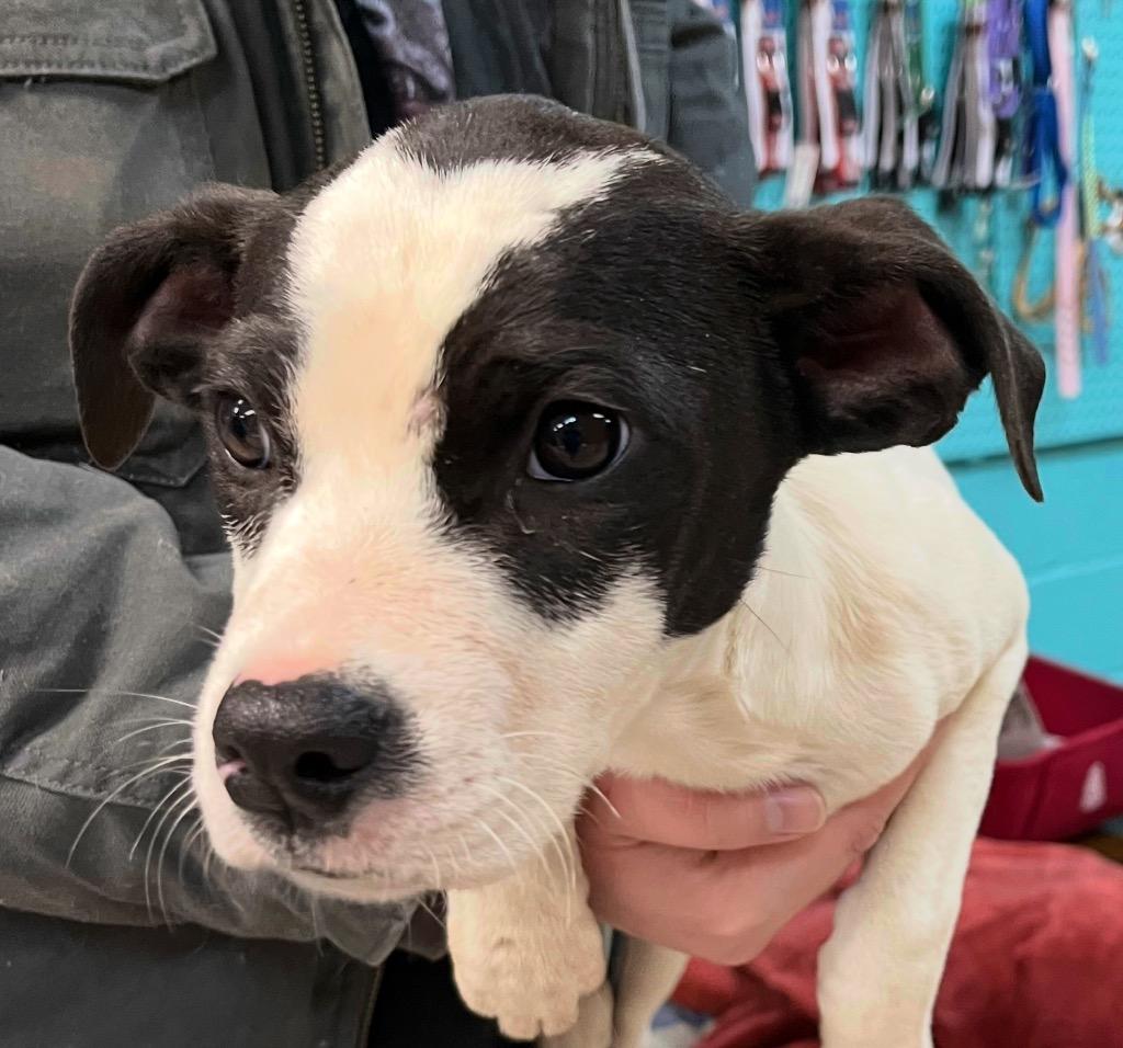 Enlarge Bubbalicous, a Adoptable mixed breed in Burnsville, NC image 1/2