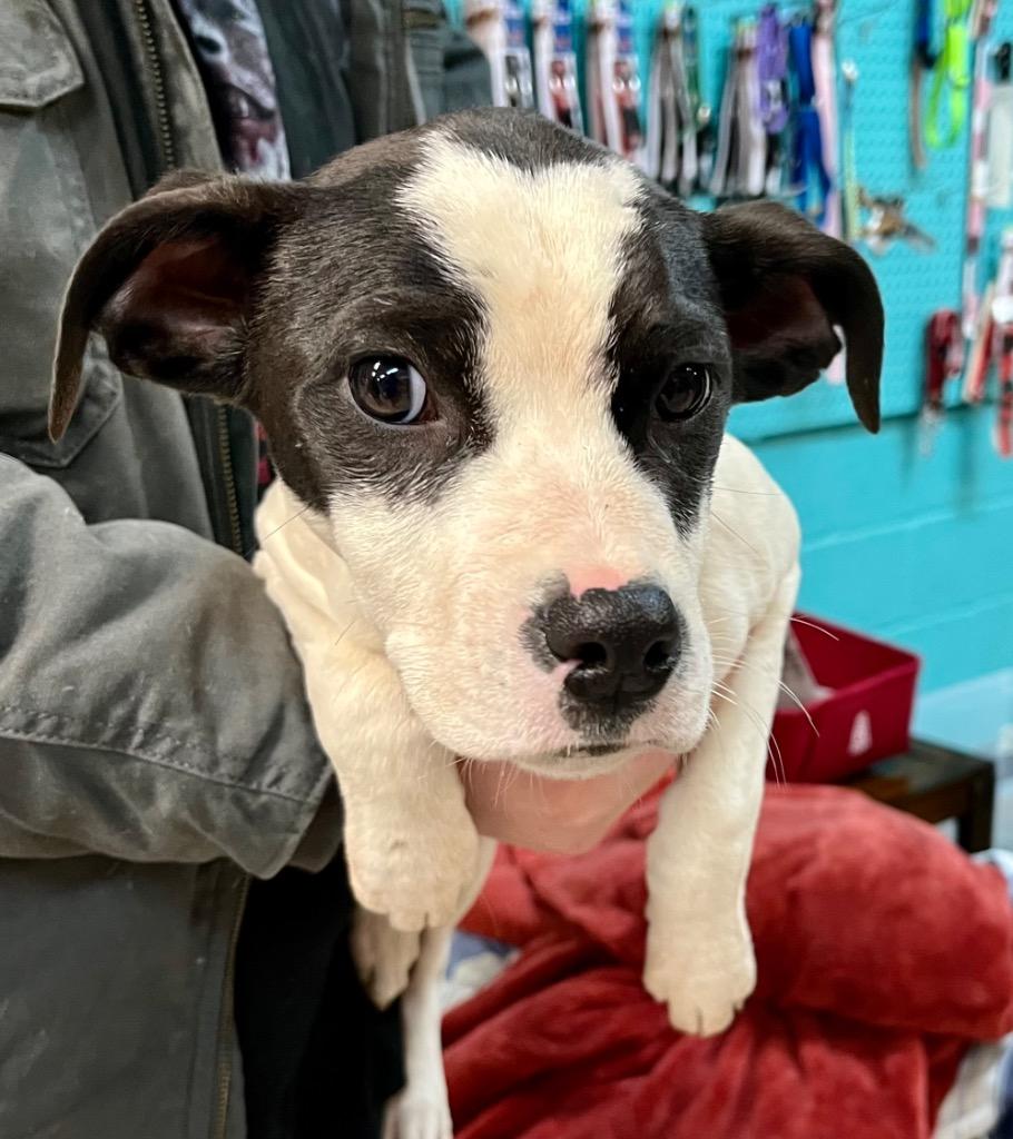 Enlarge Bubbalicous, a Adoptable mixed breed in Burnsville, NC image 2/2