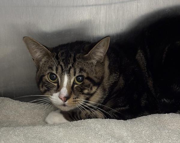 Will, Adoptable, Young Male Domestic Short Hair.