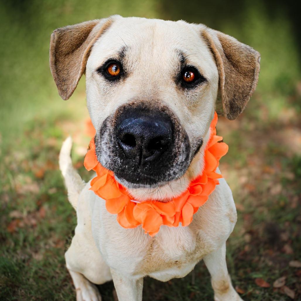 Cooper, Adoptable, Adult Male Mixed Breed.