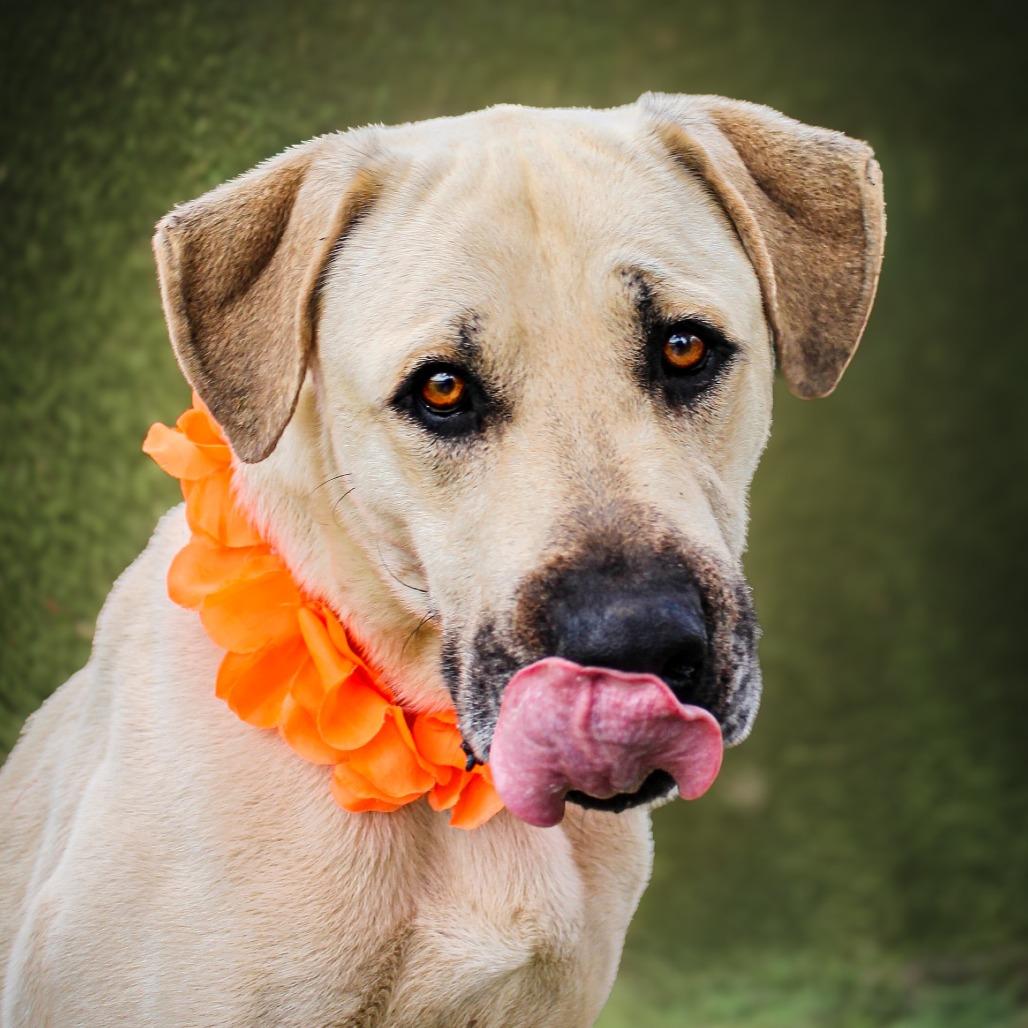 Cooper, a Adoptable Mixed Breed in Lake Jackson, TX image 2/2
