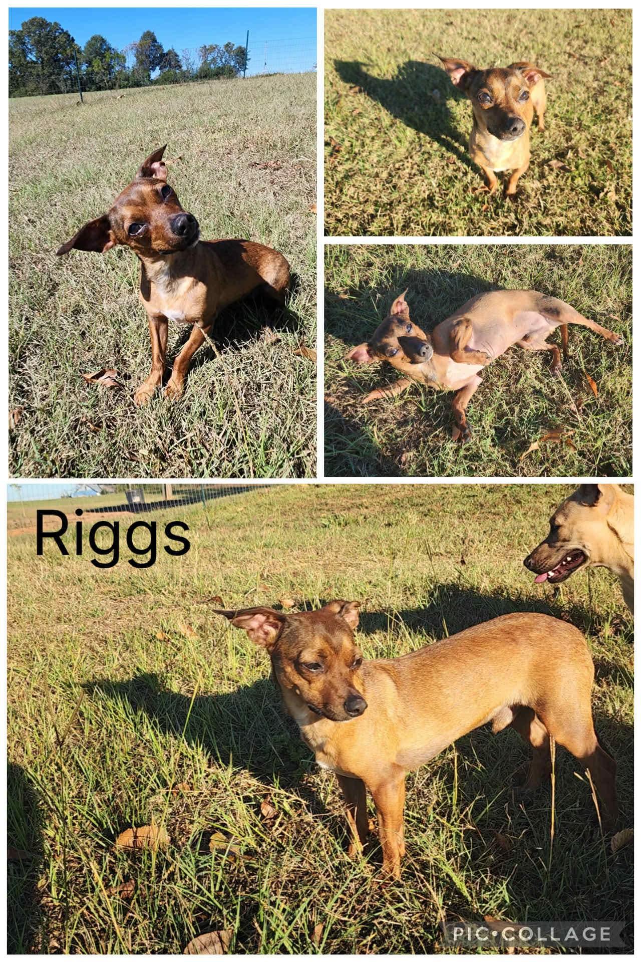 Riggs, Adoptable, Young Male Chiweenie.