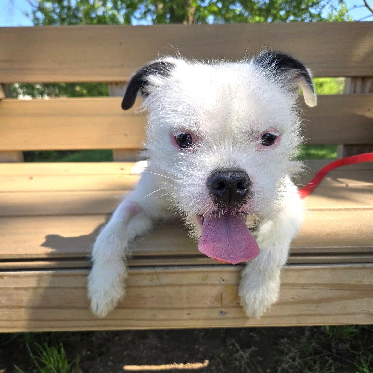 Luxe, Adopted, Young Male Boston Terrier.