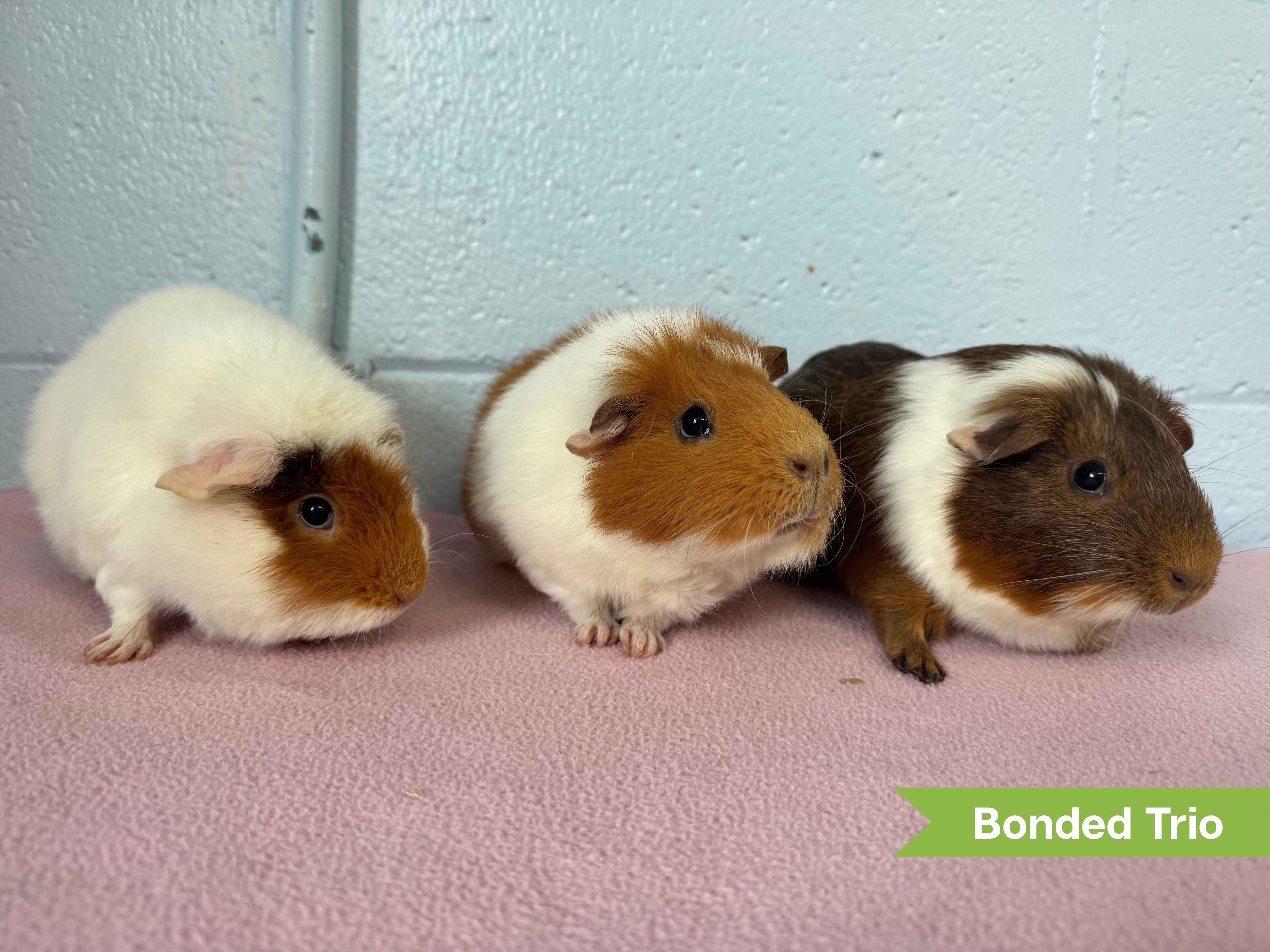 Pattern (bonded w/ Syl & Timber), ADOPTABLE, Adult Male Guinea Pig.