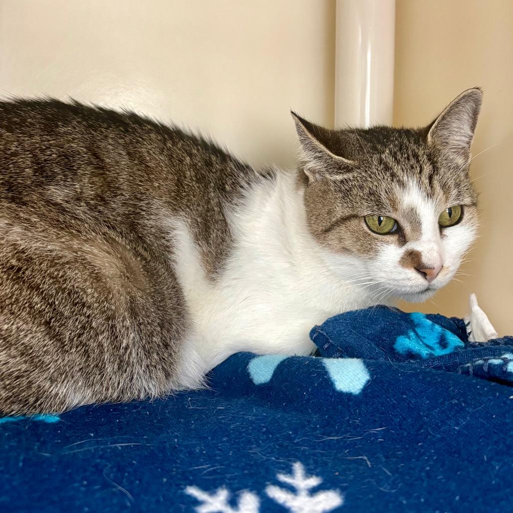 Mama Anna, Adoptable, Adult Female Domestic Medium Hair.