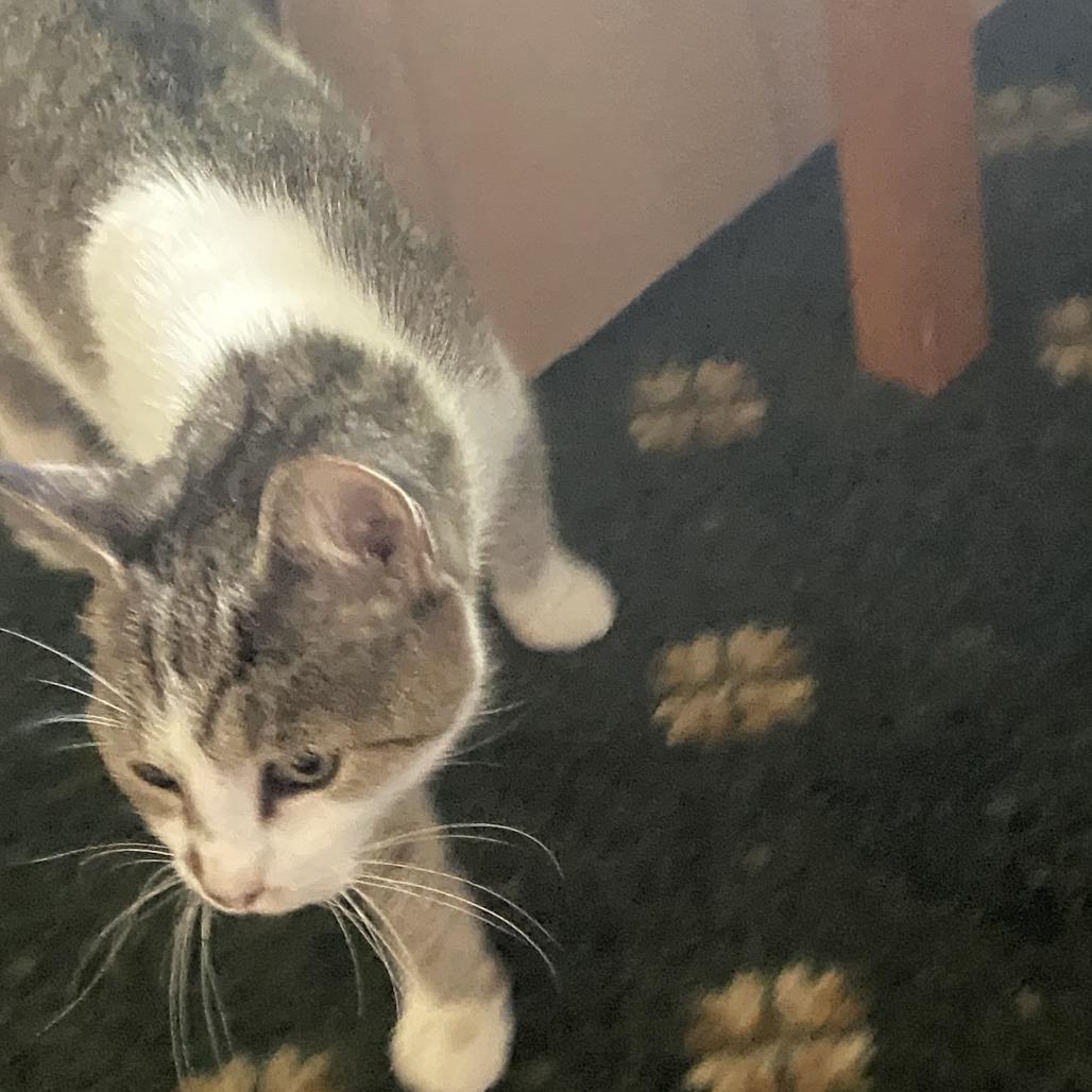 Mama Anna, a Adoptable Domestic Medium Hair in New Fairfield, CT image 2/6