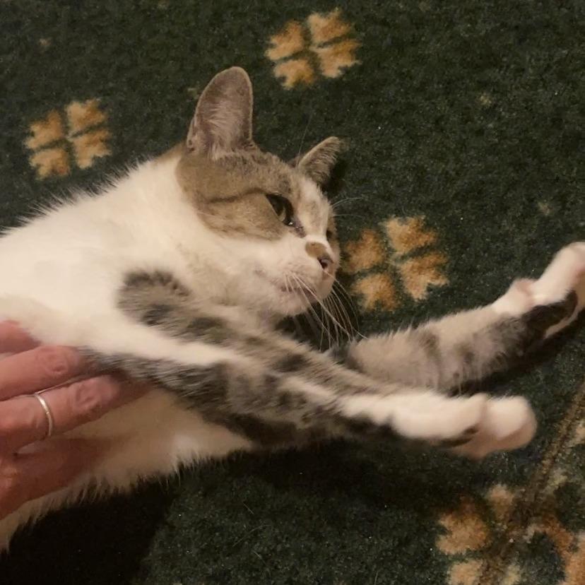 Mama Anna, a Adoptable Domestic Medium Hair in New Fairfield, CT image 5/6