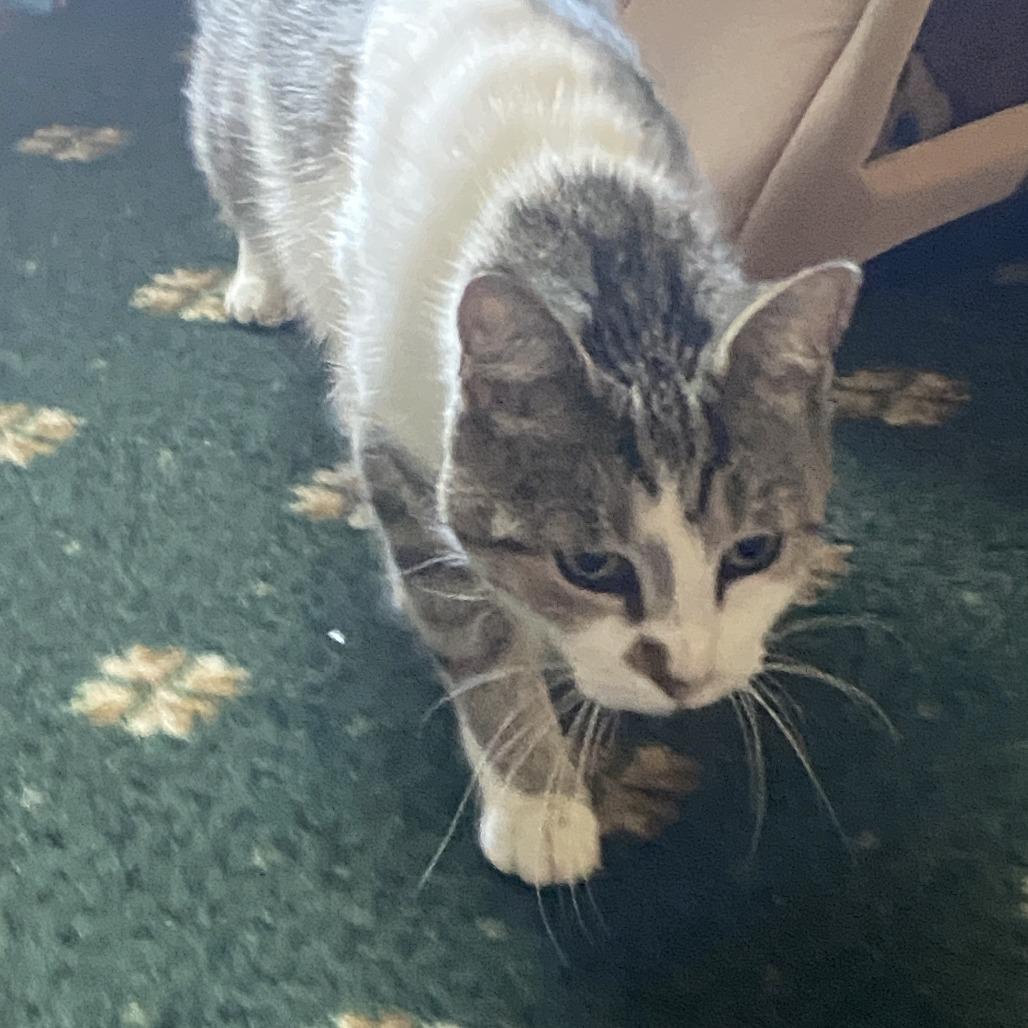 Mama Anna, a Adoptable Domestic Medium Hair in New Fairfield, CT image 6/6