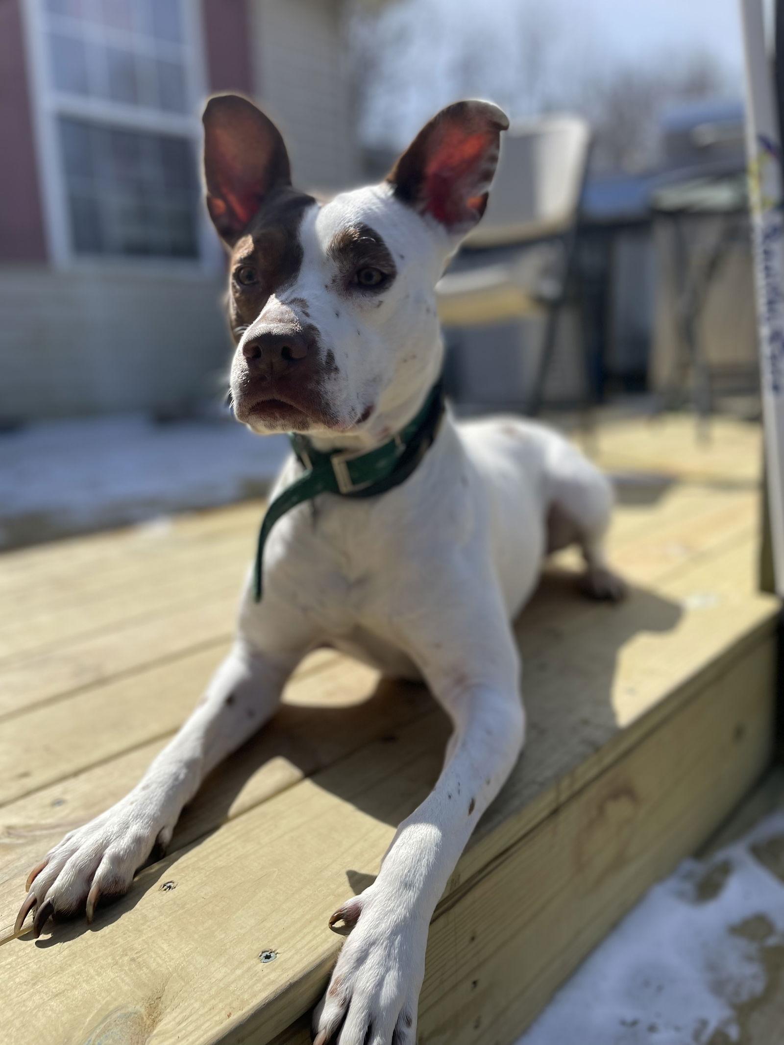 Coco, a Adoptable mixed breed in Baltimore, MD image 2/2