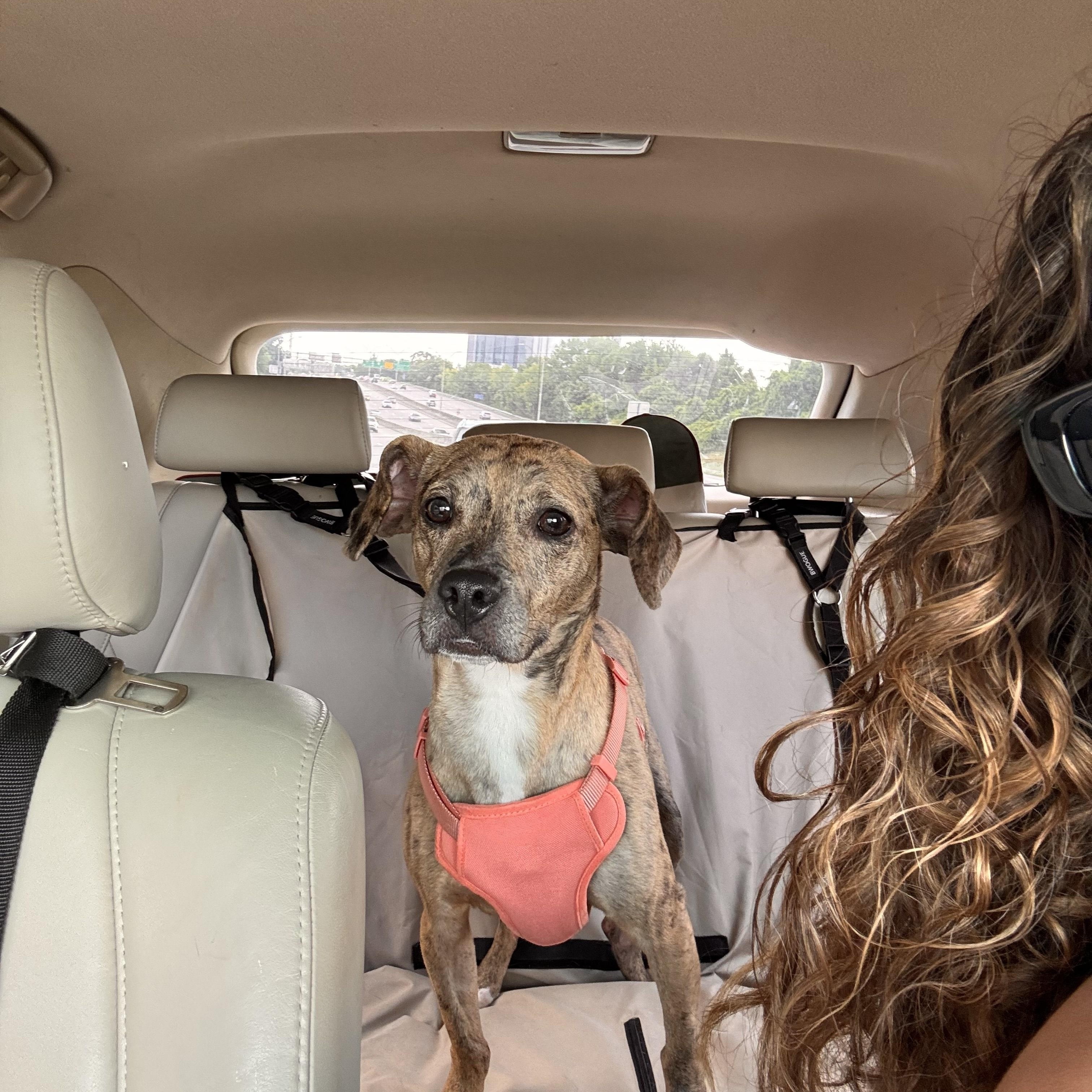 Enlarge Cypress, a Adoptable mixed breed in Cornelius, NC image 1/4