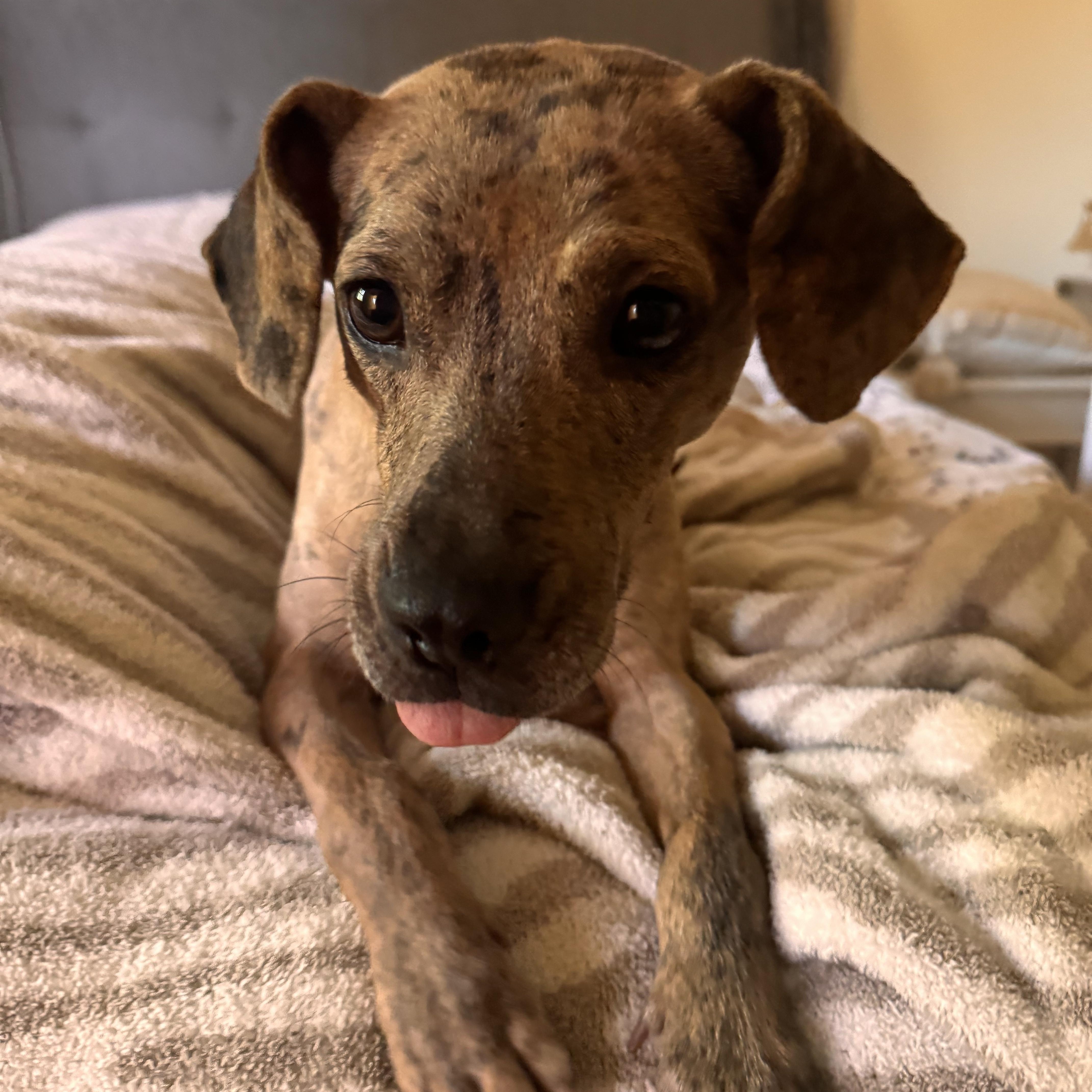 Enlarge Cypress, a Adoptable mixed breed in Cornelius, NC image 4/4