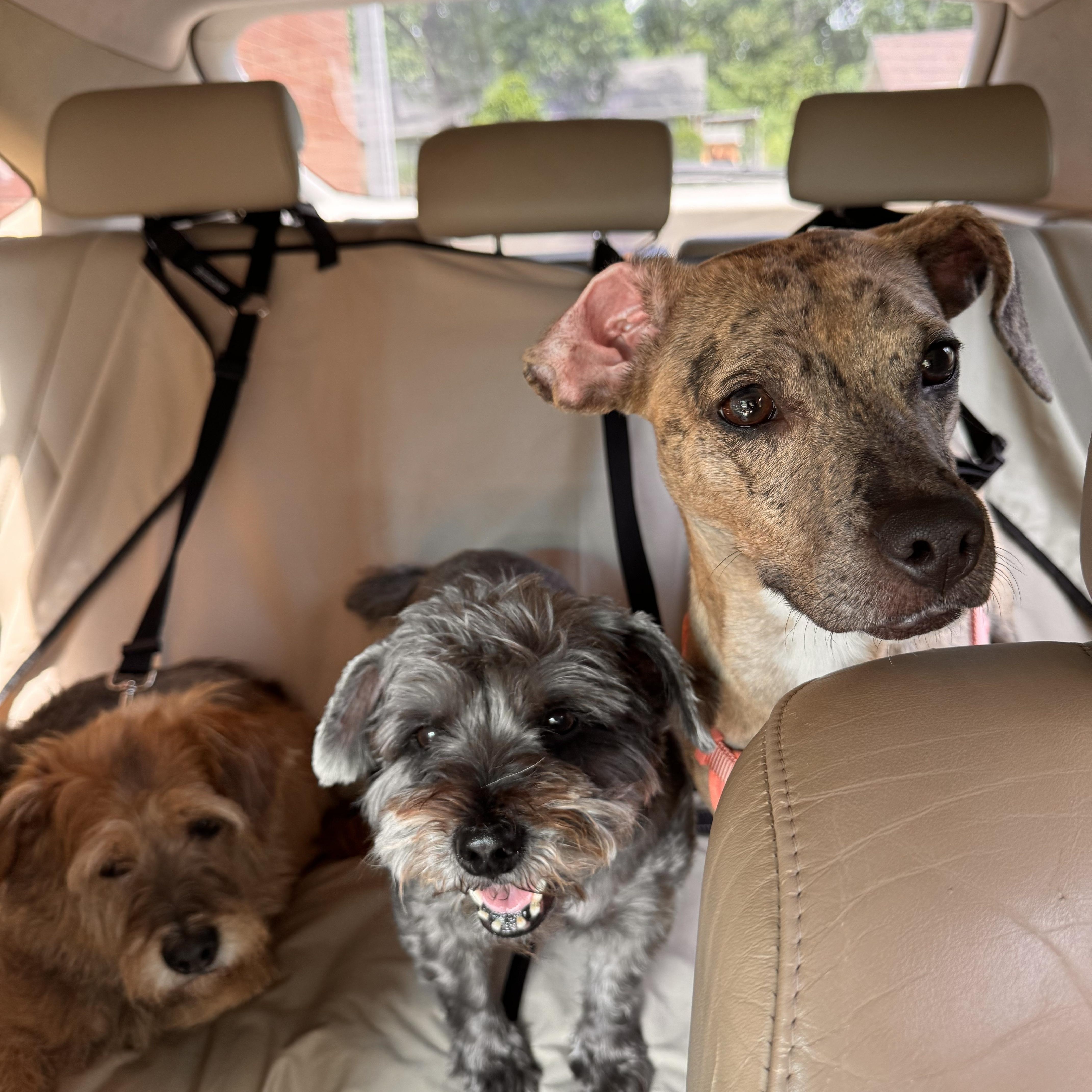 Enlarge Cypress, a Adoptable mixed breed in Cornelius, NC image 3/4