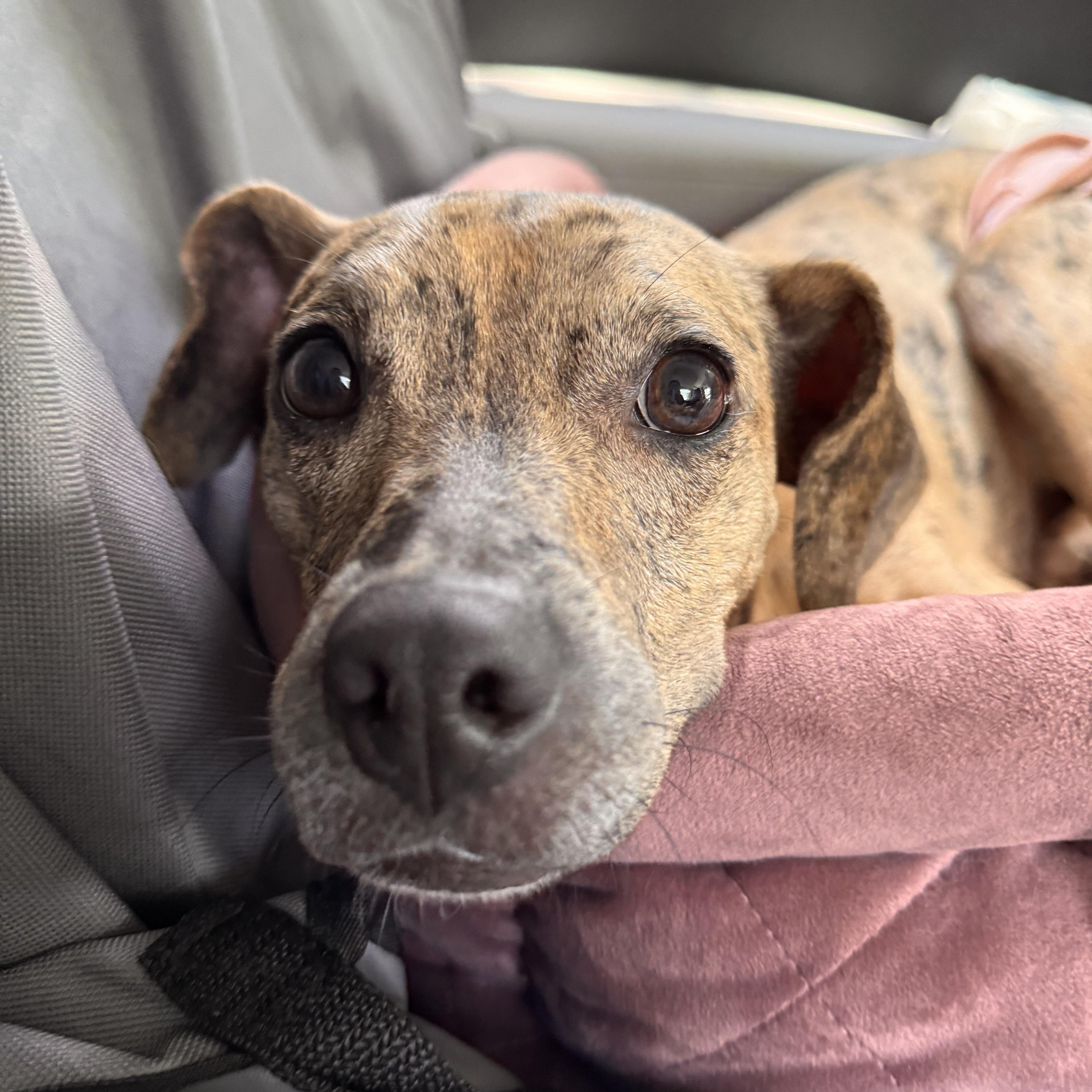Enlarge Cypress, a Adoptable mixed breed in Cornelius, NC image 2/4