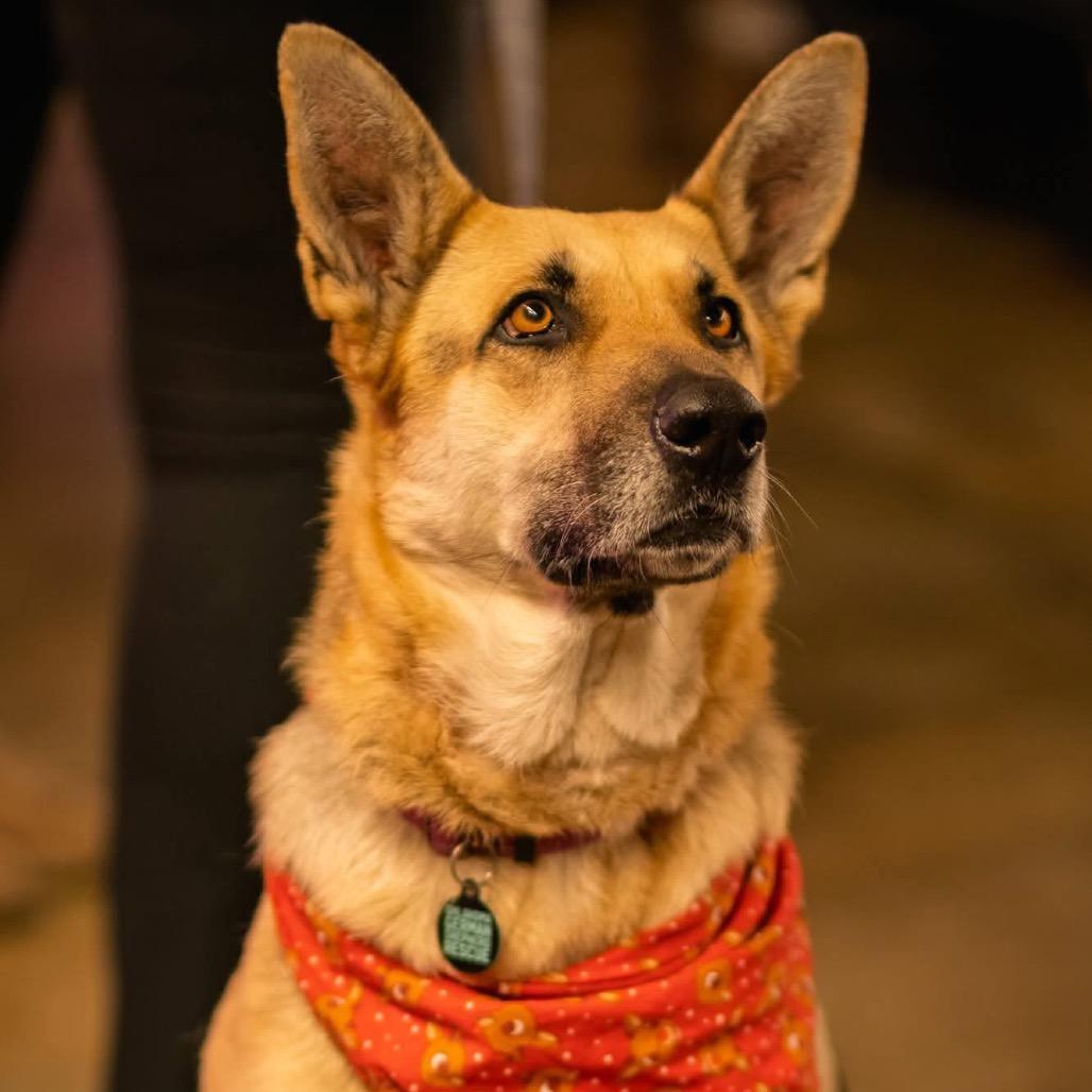 Enlarge Star, a Adoptable German Shepherd Dog in Tulsa, OK image 1/4