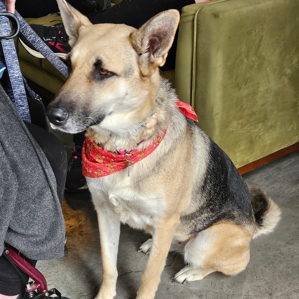 Star, Adoptable, Adult Female German Shepherd Dog.