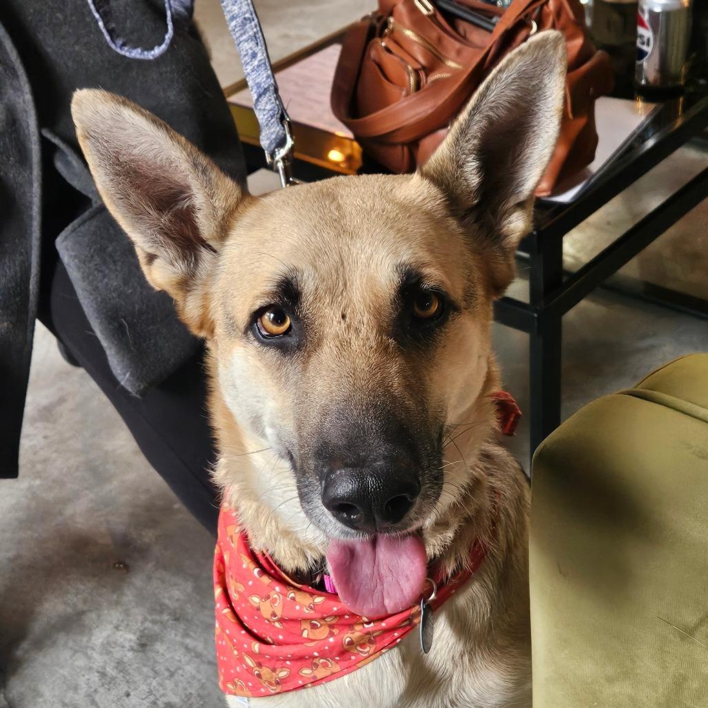 Star, a Adoptable German Shepherd Dog in Tulsa, OK image 2/3