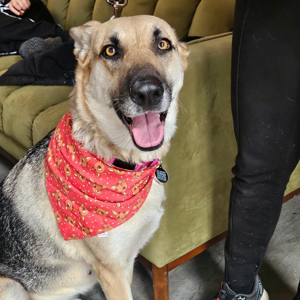 Star, a Adoptable German Shepherd Dog in Tulsa, OK image 3/3