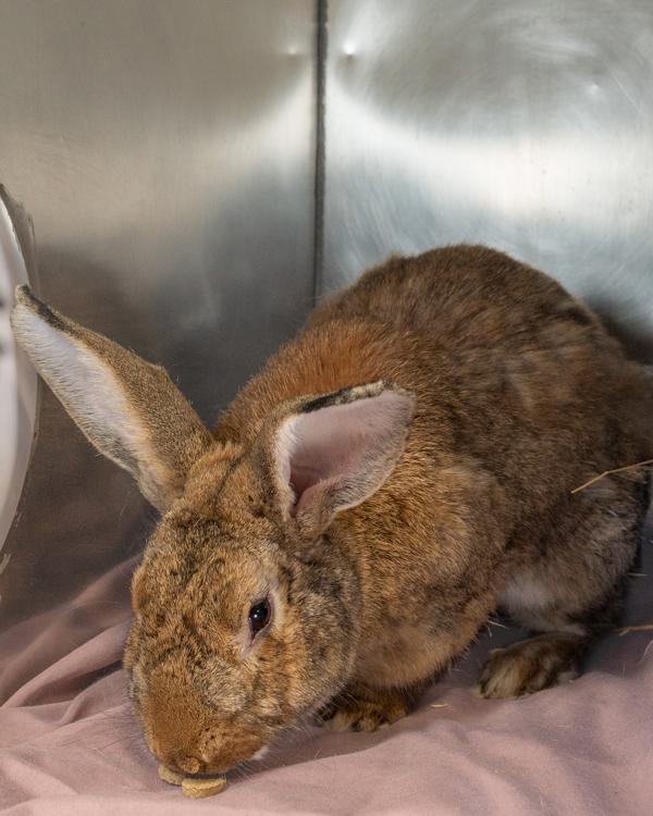 Basil, Adoptable, Adult Male Bunny Rabbit.