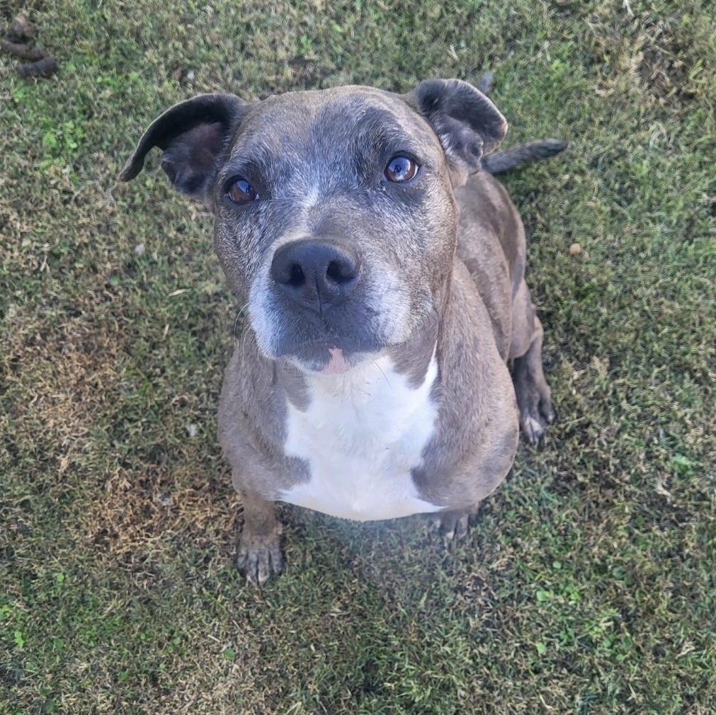 Haylee, a Adoptable mixed breed in Ransomville, NY image 2/6