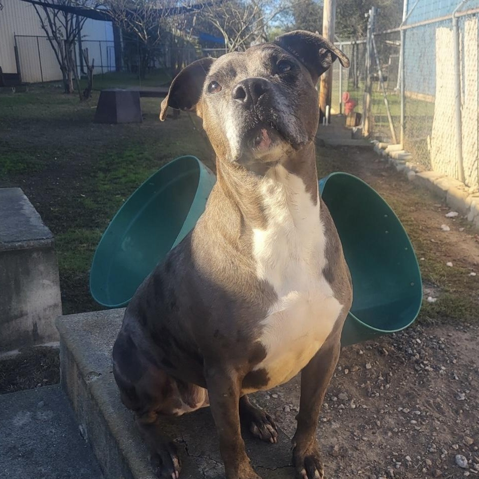 Haylee, a Adoptable mixed breed in Ransomville, NY image 3/6