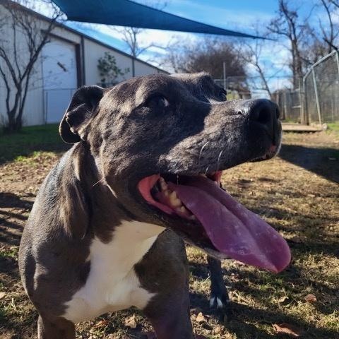 Haylee, a Adoptable mixed breed in Ransomville, NY image 4/6